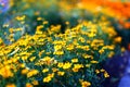 Field of beautiful yellow marigold flowers