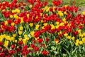 Field with beautiful yellow and red tulip flowers Royalty Free Stock Photo