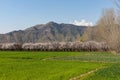 Field with beautifully bloom apricot fruit trees in spring in swat valley, pakistan