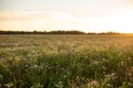 Field with beautifully blossomed flowers gleaming under the sunset