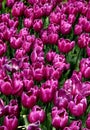 Field of big bright purple tulips close-up at Goztepe Park in Istanbul, Turkey Royalty Free Stock Photo