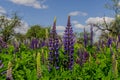 Field of big violet lupines longing for blue sky