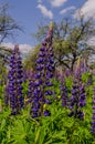 Field of big violet lupines longing for blue sky