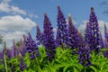 Field of big violet lupines longing for blue sky