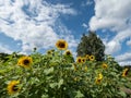 Field of big, yellow common sunflowers (Helianthus) in bright sunlight facing the sun Royalty Free Stock Photo