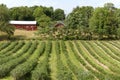 Field with bilberry bushes and a farmhouse in Michigan, USA