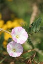 Field Bindweed Royalty Free Stock Photo