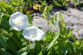 Field bindweed