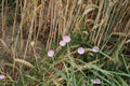 Field bindweed is a Pink flower. Ripe wheat ears. Before the harvest. Royalty Free Stock Photo