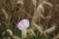 Field bindweed is a beautiful wildflower. Ripe wheat ears. Summer scene. Royalty Free Stock Photo