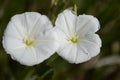 Field Bindweed Blossoms Royalty Free Stock Photo