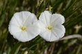 Field Bindweed Blossoms Royalty Free Stock Photo