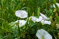 Field bindweed blossoms in white on a summer sunny day Royalty Free Stock Photo
