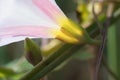 Field bindweed close-up delicate pale pink. White beautiful flower lit by sunlight Royalty Free Stock Photo