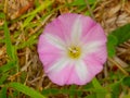 Field Bindweed