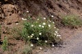 Field Bindweed  49287 Royalty Free Stock Photo