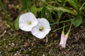 Field bindweed Convolvulus arvensis on edge of field Royalty Free Stock Photo