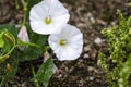 Field bindweed Convolvulus arvensis on edge of field Royalty Free Stock Photo