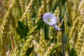 Field bindweed or Convolvulus arvensis European bindweed Creeping Jenny Possession vine herbaceous perennial plant with open and