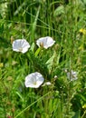 Field bindweed Royalty Free Stock Photo