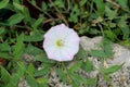 Field bindweed or Convolvulus arvensis herbaceous perennial plant with fully open blooming white flower growing surrounded with Royalty Free Stock Photo