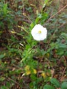 Field Bindweed - Convolvulus arvensis, Norfolk, England, UK