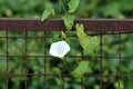Field bindweed or Convolvulus arvensis perennial plant with open blooming white flower growing on side of rusted wire fence Royalty Free Stock Photo