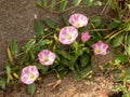 Field bindweed, Convolvulus arvensis, with pink and white flowers, Zeeland, Netherlands Royalty Free Stock Photo