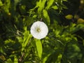 Field Bindweed Convolvulus Arvensis, white flower close-up, selective focus, shallow DOF