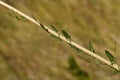 Field Bindweed creeping up a wild leek stem - Convolvulus arvensis Royalty Free Stock Photo