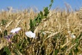 Field bindweed Royalty Free Stock Photo