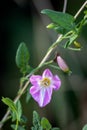 Field bindweed, field morning-glory, small bindweed Convolvulus arvensis, blooming in East Grinstead