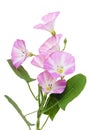 Field bindweed pink flowers on branches isolated