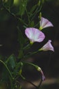 Field bindweed, pink. Royalty Free Stock Photo