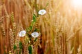 Field bindweed in a field among wheat ears Royalty Free Stock Photo