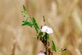 Field bindweed in a field among wheat ears Royalty Free Stock Photo