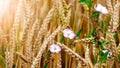 Field bindweed in a field among wheat ears Royalty Free Stock Photo