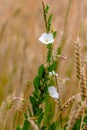 Field bindweed in a field among wheat ears Royalty Free Stock Photo