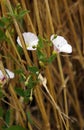 Field bindweed in wheat field Royalty Free Stock Photo