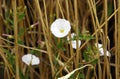 Field bindweed in wheat field Royalty Free Stock Photo