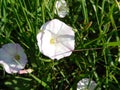 Field bindweed white flowers close-up, Convolvulus arvensis Royalty Free Stock Photo