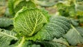 Field bio Savoy cabbage detail leaves leaf heads Brassica oleracea sabauda close-up land root crop vegetable farm Royalty Free Stock Photo