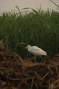 Field bird 2