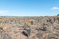 Field of bitter aloes, Aloe ferox