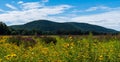 A field of black eyed susan flowers with a mountain in the background on a sunny summer day Royalty Free Stock Photo