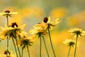 A field of Black-Eyed Susan flowers (Rudbeckia) in golden peak color, selective focus Royalty Free Stock Photo