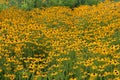 A field of Black Eyed Susan flowers using a soft focus Royalty Free Stock Photo