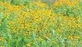 Field of Black Eyed Susan wildflowers Royalty Free Stock Photo