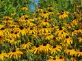 Field of Black Eyed Susan yellow flowers Royalty Free Stock Photo