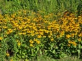 Field of Black Eyed Susan yellow flowers with grass on a sunny day Royalty Free Stock Photo